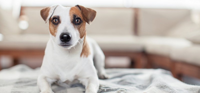 Can Dogs Detect Eczema? Unveiling Their Remarkable Scenting Power