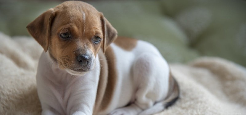 Can Dogs Detect Eczema? Unveiling Their Remarkable Scenting Power