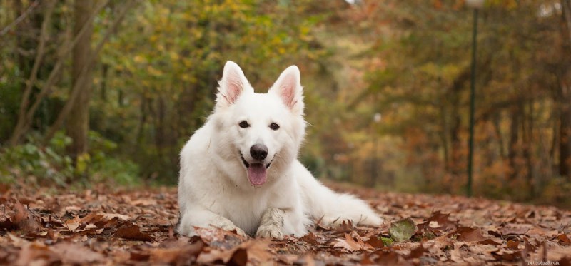 Can Dogs Detect Eczema? Unveiling Their Remarkable Scenting Power