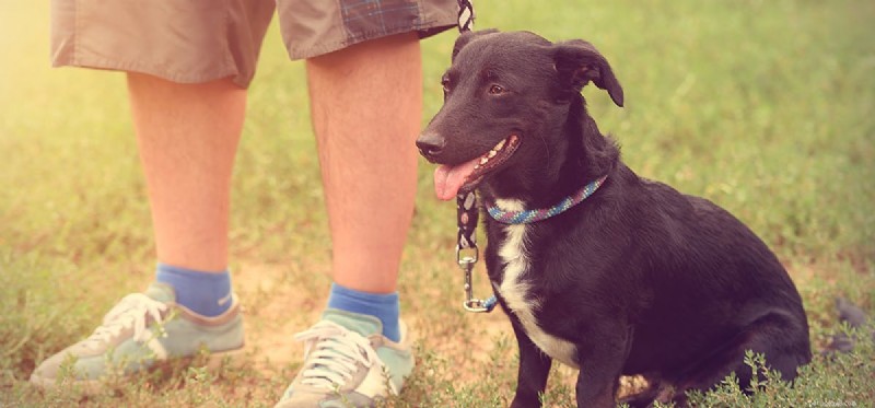 Can Dogs Detect Human Fear? Debunking the Myth Behind the Scent