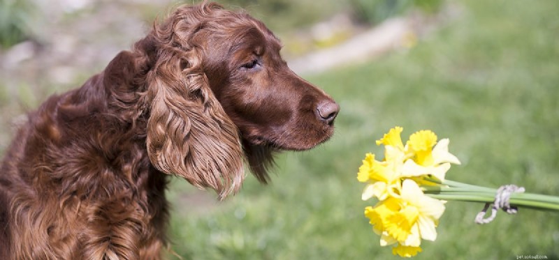Do Dogs Have the Ability to Smell Flowers? Insights for Pet Owners