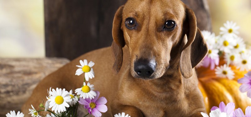 Do Dogs Have the Ability to Smell Flowers? Insights for Pet Owners