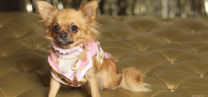 Dogs Can Detect Gold: The Surprising Truth About Their Nose