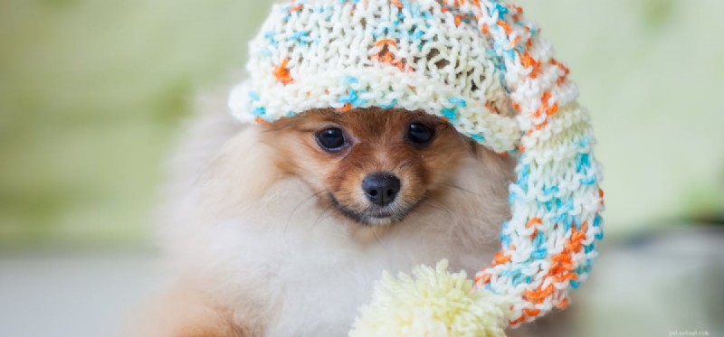 Dogs Can Detect Gold: The Surprising Truth About Their Nose