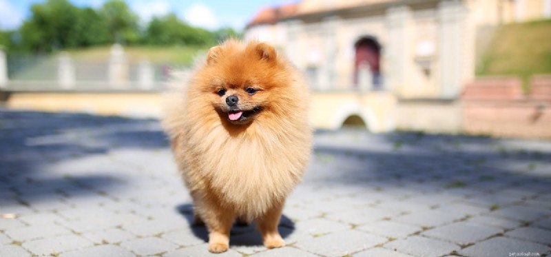 Dogs Can Detect Gold: The Surprising Truth About Their Nose
