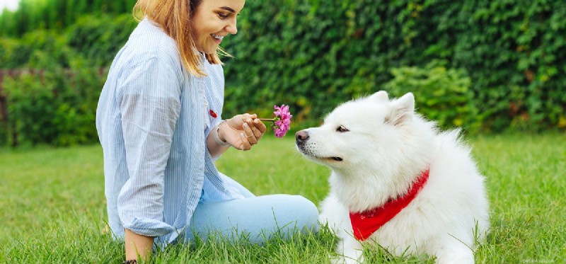 How Dogs Detect Human Hormones: The Science Behind Their Exceptional Sense of Smell