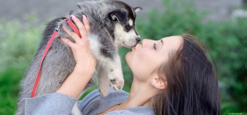 How Dogs Detect Human Hormones: The Science Behind Their Exceptional Sense of Smell