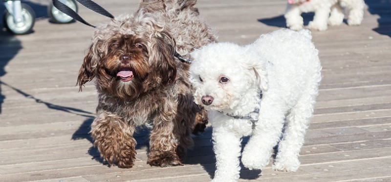 Can Dogs Detect Illness in Other Dogs?