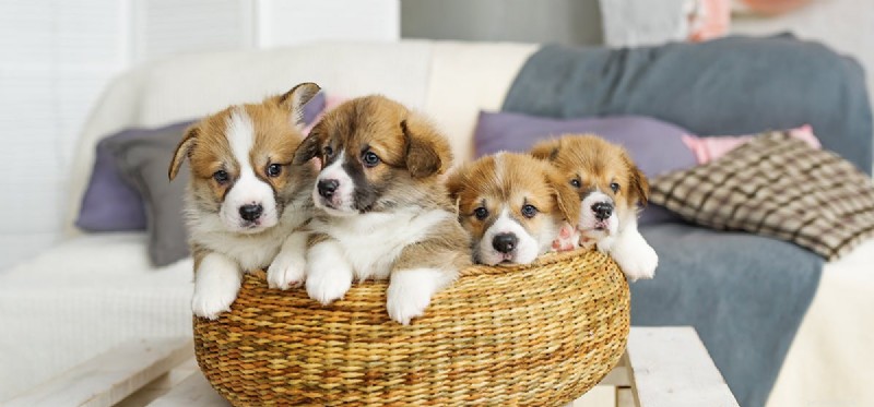 Can Dogs Detect Illness in Other Dogs?