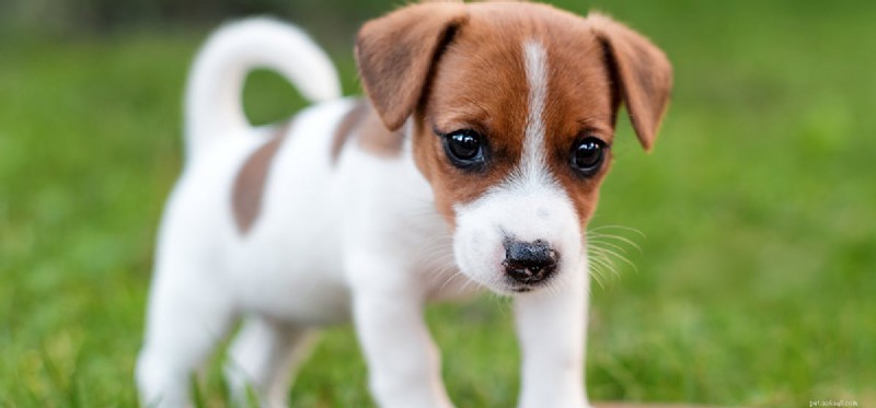 Do Dogs Detect the Aroma of Cannabis-Infused Cookies?