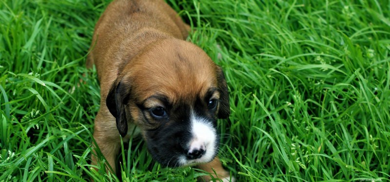 Do Dogs Detect the Aroma of Cannabis-Infused Cookies?
