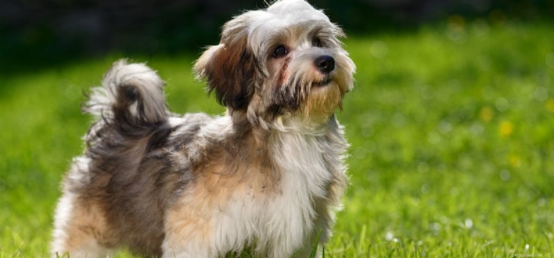 Do Dogs Detect the Aroma of Cannabis-Infused Cookies?