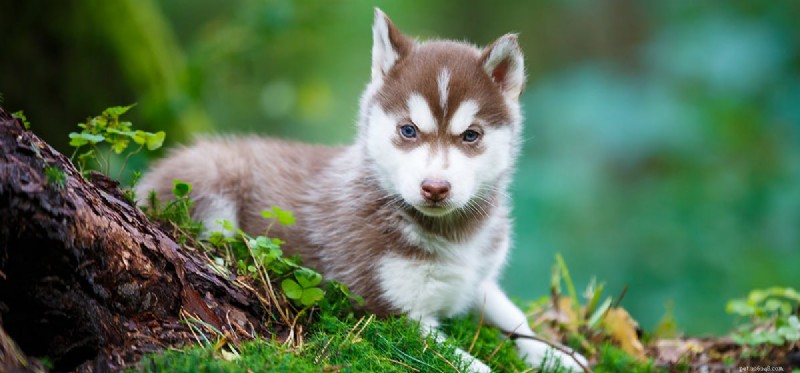 Do Dogs Detect Reptiles? Expert Insights on Canine Smell and Safety