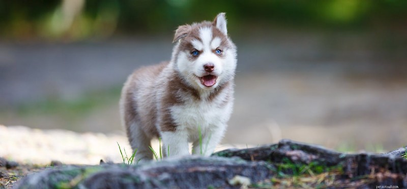 Do Dogs Detect Reptiles? Expert Insights on Canine Smell and Safety