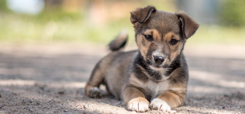 Do Dogs Detect Reptiles? Expert Insights on Canine Smell and Safety