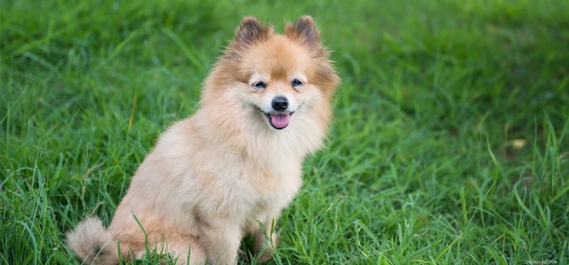 Do Dogs Detect Reptiles? Expert Insights on Canine Smell and Safety