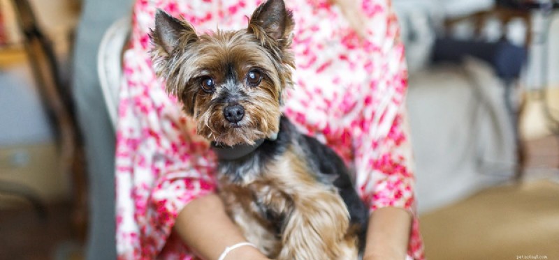 How Dogs Detect Illness: The Science Behind Their Remarkable Senses