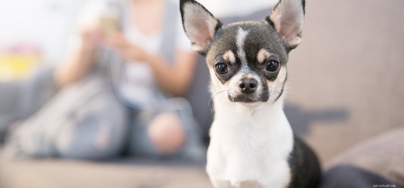 How Dogs Detect Illness: The Science Behind Their Remarkable Senses
