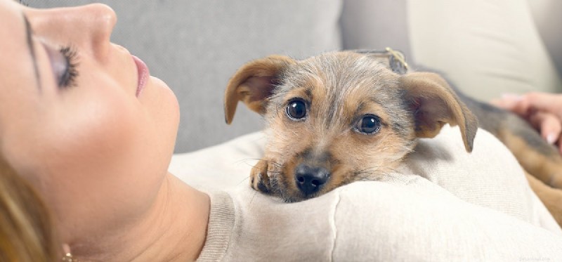 How Dogs Detect Illness: The Science Behind Their Remarkable Senses