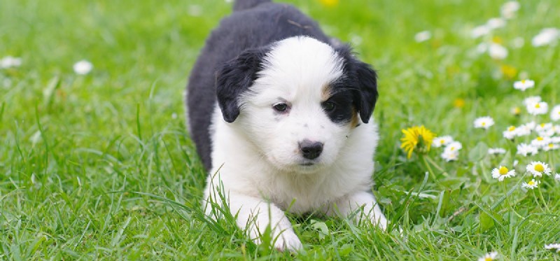 Can Dogs Detect Termites? Use Your Pet to Spot Wood Damage Early