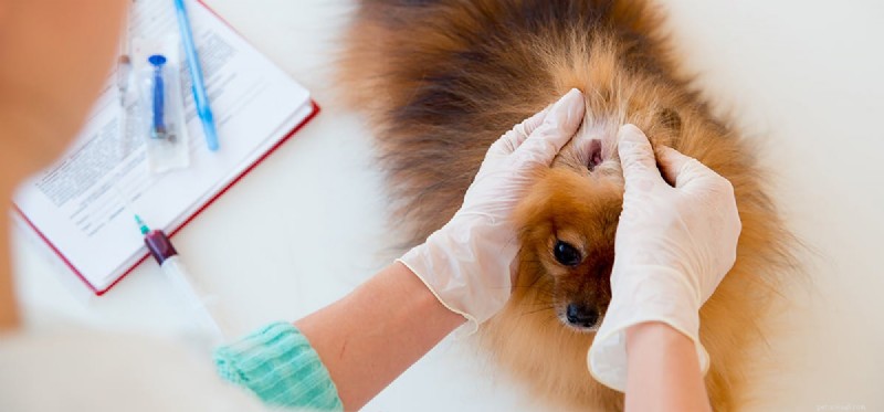 Can Dogs Detect Termites? Use Your Pet to Spot Wood Damage Early
