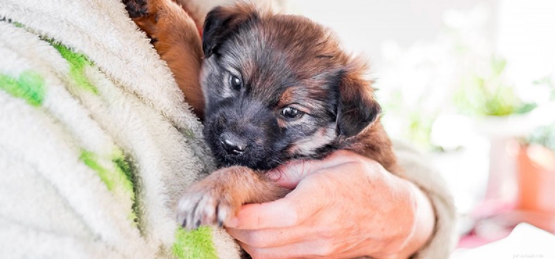 Can Dogs Detect Termites? Use Your Pet to Spot Wood Damage Early