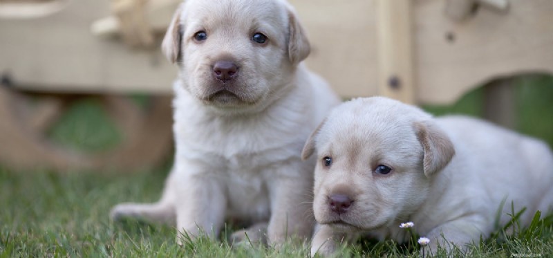 Can Dogs Detect When Another Dog Has Died?