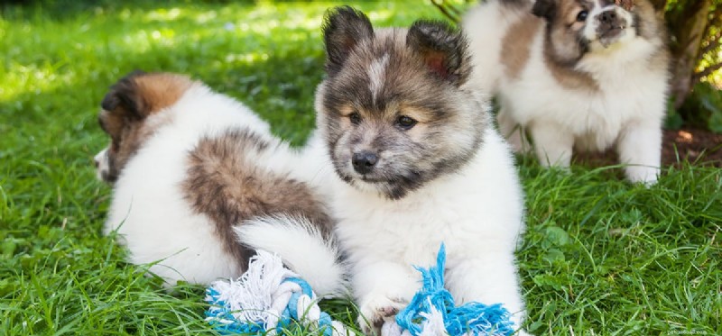 Can Dogs Detect When Another Dog Has Died?