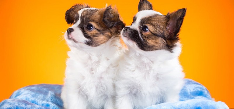 Can Dogs Detect When Another Dog Has Died?