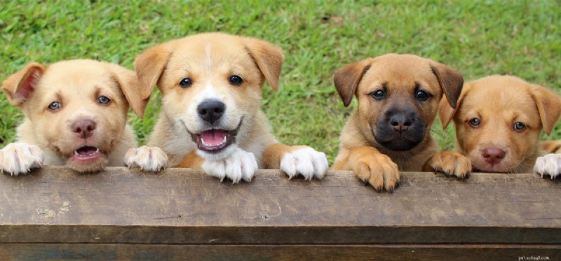 Can Dogs Detect When Another Dog Has Died?