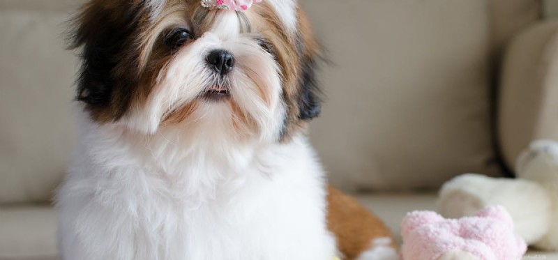Do Dogs Detect Odors Inside Airtight Containers?