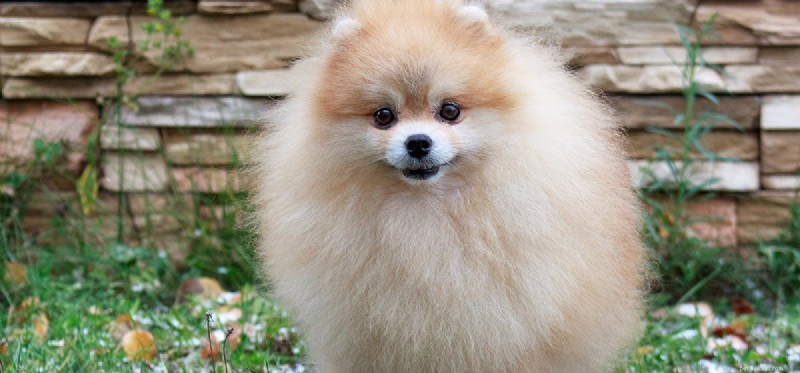 Can Dogs Smell Through Walls? Scientific Insights Revealed