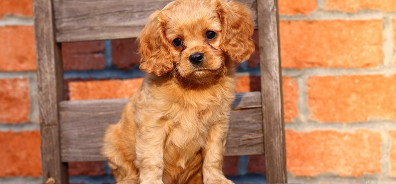 Can Dogs Smell Through Walls? Scientific Insights Revealed