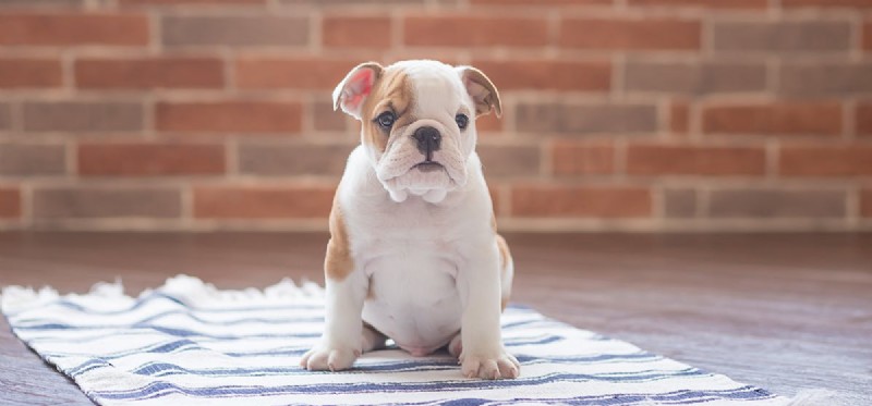 Can Dogs Smell Through Walls? Scientific Insights Revealed