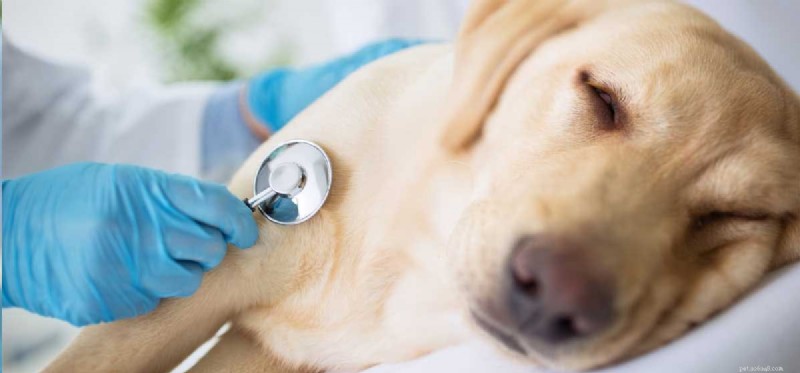 Can Dogs Survive Parvo? Expert Insights & Survival Rates