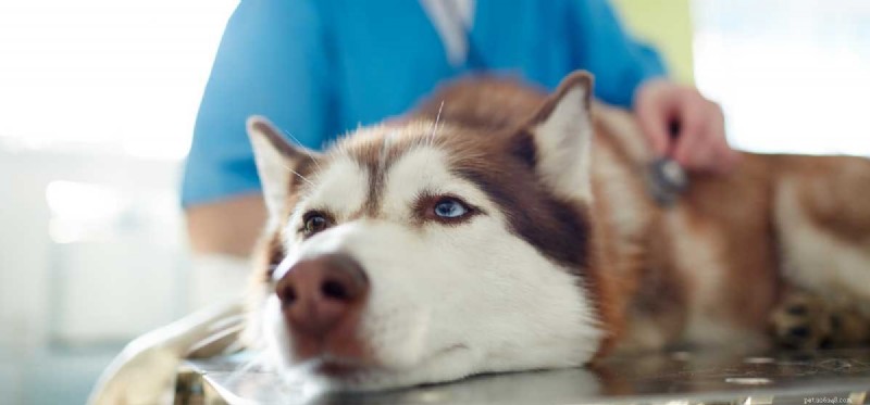 Can Dogs Survive Parvo? Expert Insights & Survival Rates