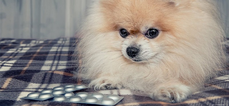 Alka Seltzer and Dogs: What You Need to Know