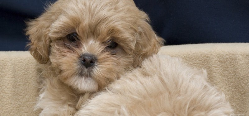 Alka Seltzer and Dogs: What You Need to Know