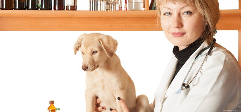 Alka Seltzer and Dogs: What You Need to Know