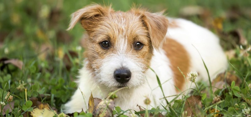 Can Dogs Safely Eat Almond Butter? Expert Insights