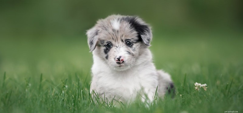 Can Dogs Safely Eat Almond Butter? Expert Insights