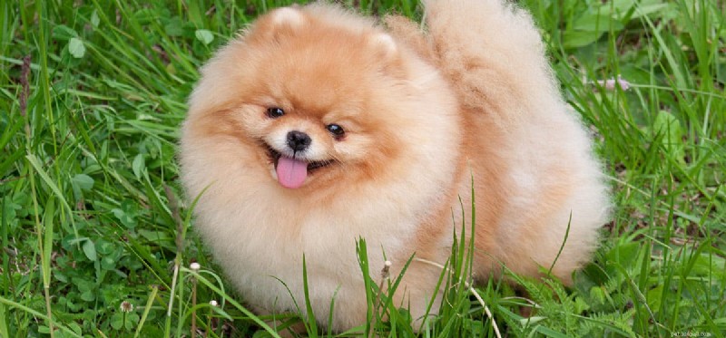 Can Dogs Safely Eat Almond Butter? Expert Insights