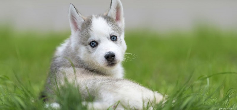 Can Your Dog Safely Enjoy Applesauce? A Vet-Approved Guide