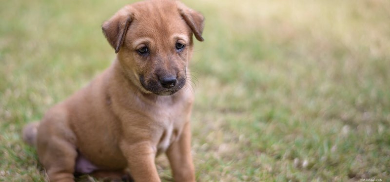Can Your Dog Safely Enjoy Applesauce? A Vet-Approved Guide