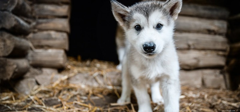 Do Dogs Taste Asparagus? Safe and Healthy Ways to Share