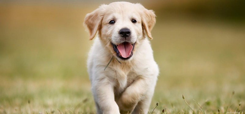 Do Dogs Really Taste Baked Beans? Expert Insights