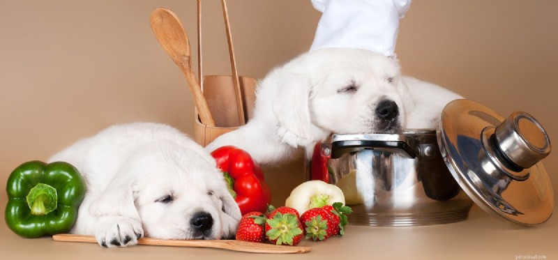 Are Bell Peppers Safe and Beneficial for Dogs?