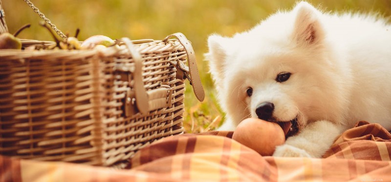 Do Dogs Taste Food Better Than Humans? Insights into Canine Taste