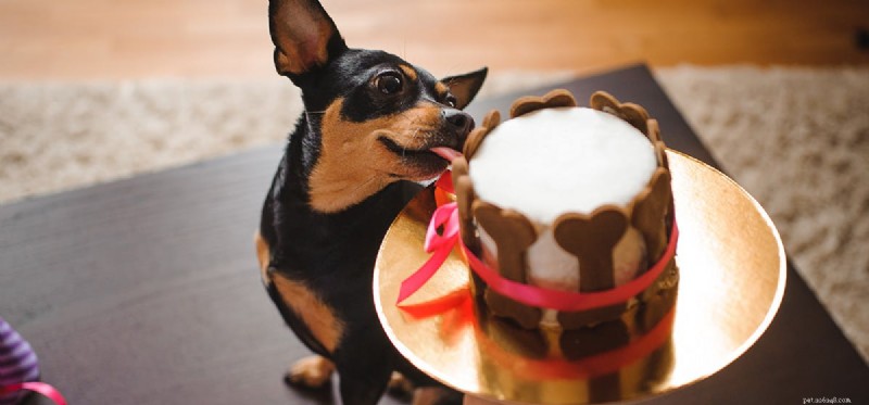 Do Dogs Taste Food Better Than Humans? Insights into Canine Taste
