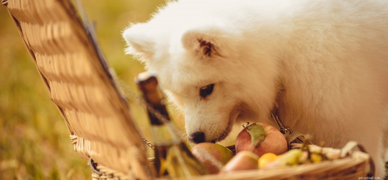 Do Dogs Taste Food Better Than Humans? Insights into Canine Taste